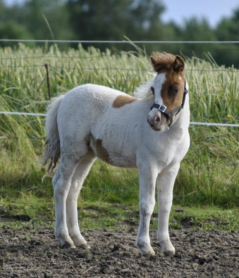 Shetlænder Figoline billede 19