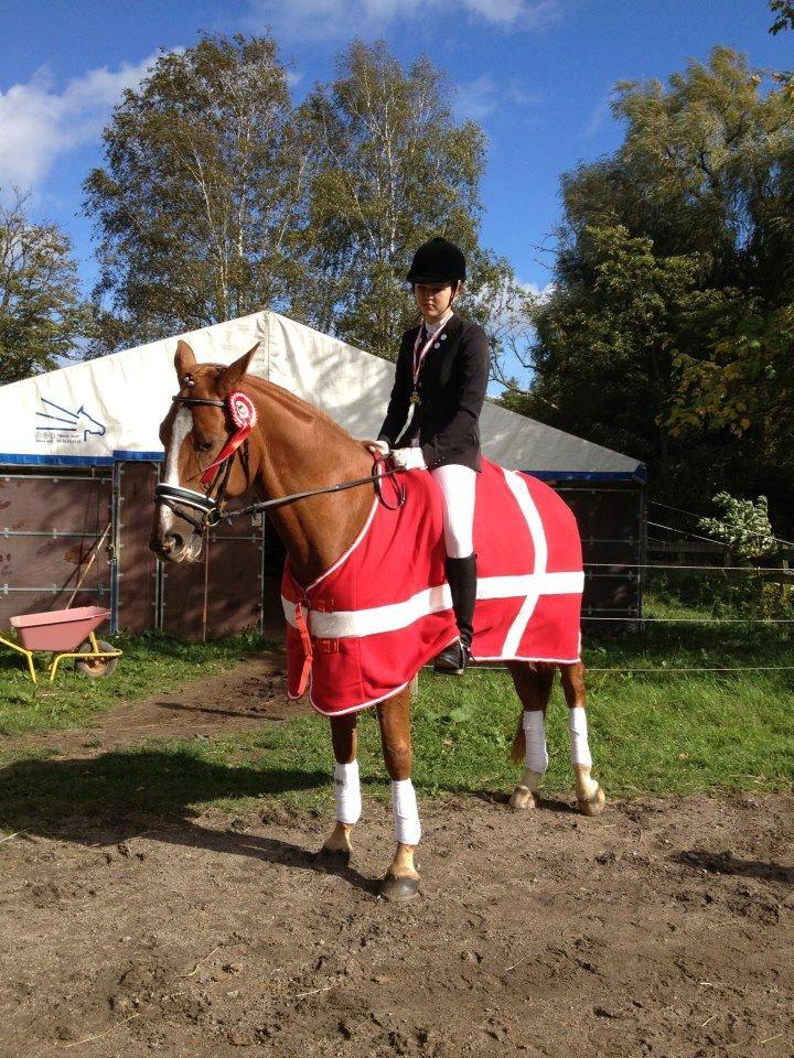 Fransk Varmblod Pickpocket - Klubmester i Dressur 2012<3 er så stolt af min baby ! <3
 billede 15