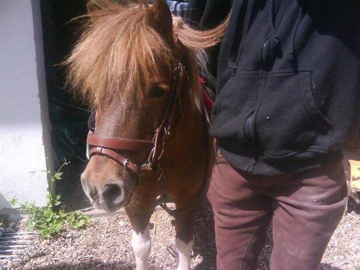 Shetlænder Bambino billede 9