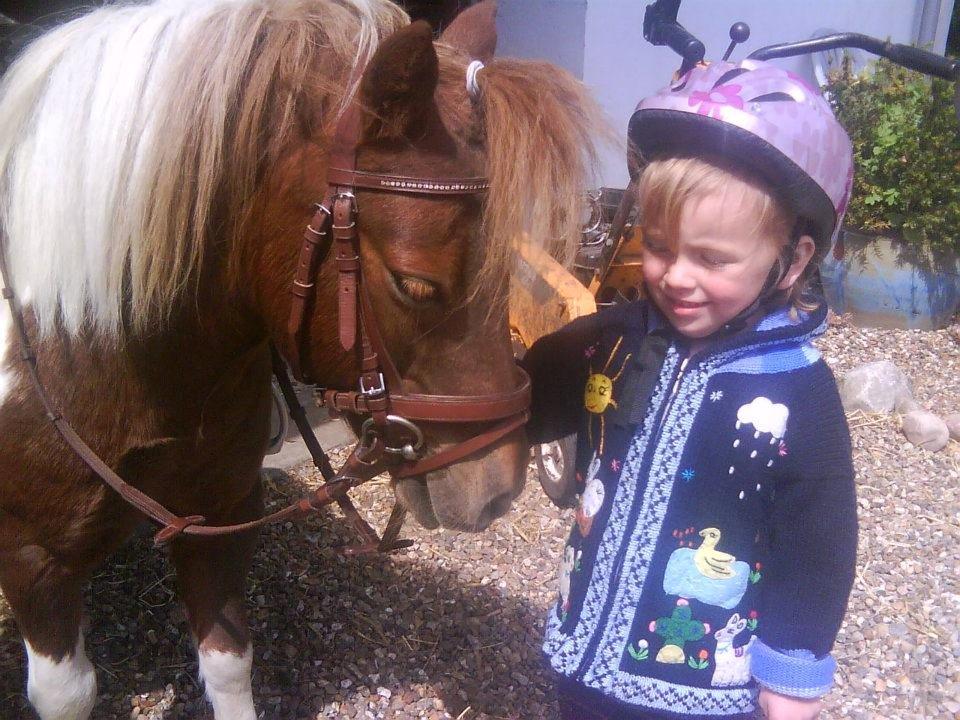 Shetlænder Bambino billede 1