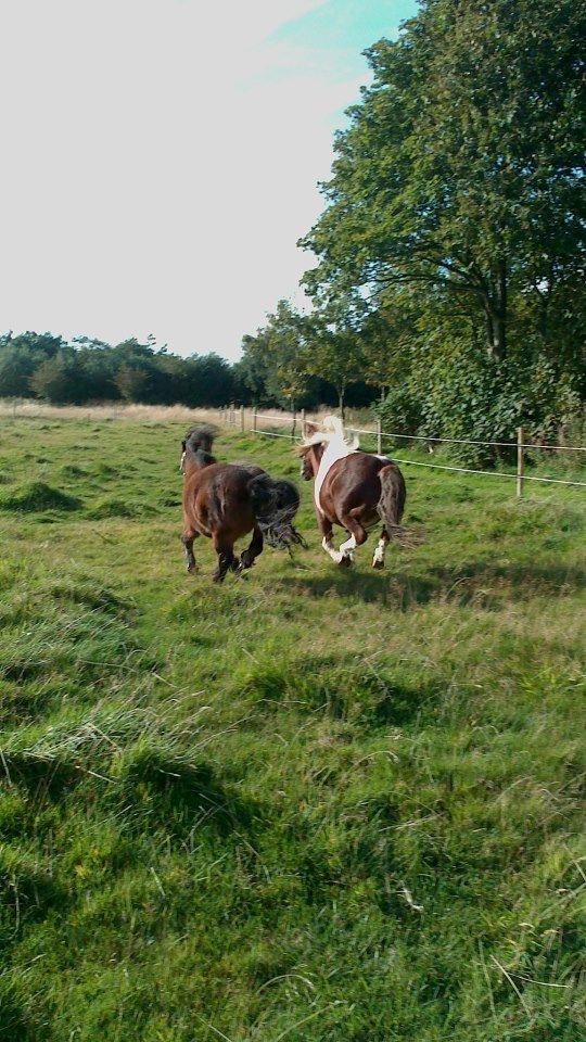Shetlænder Bambino billede 10