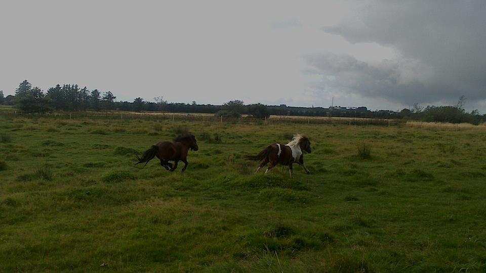 Shetlænder Bambino billede 11