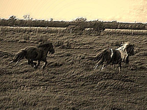 Shetlænder Bambino billede 12