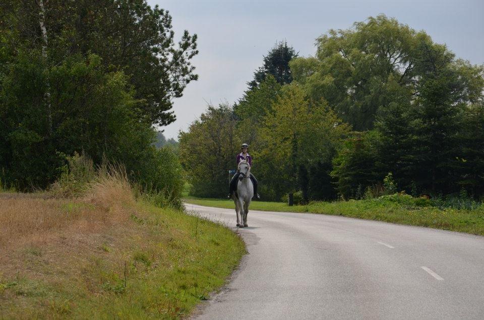 Holstener Melody XII billede 6