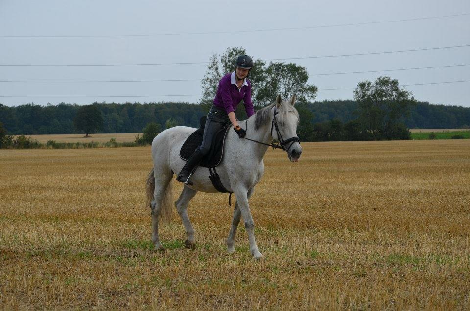 Holstener Melody XII billede 10