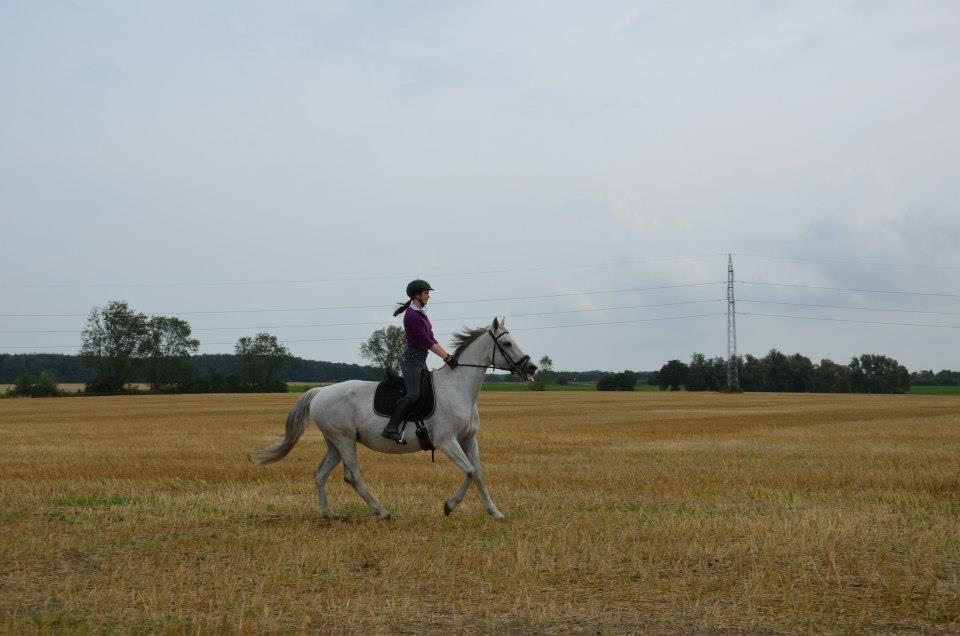 Holstener Melody XII billede 3