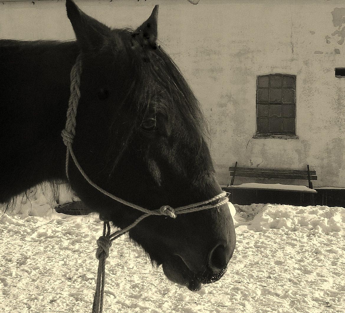 Traver Last Flashlight - vinterbamse <3 billede 13