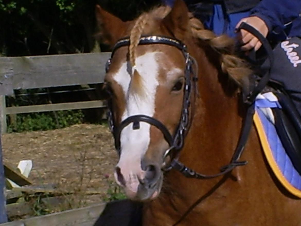 Welsh Mountain (sec A) Tarzan <3 billede 9