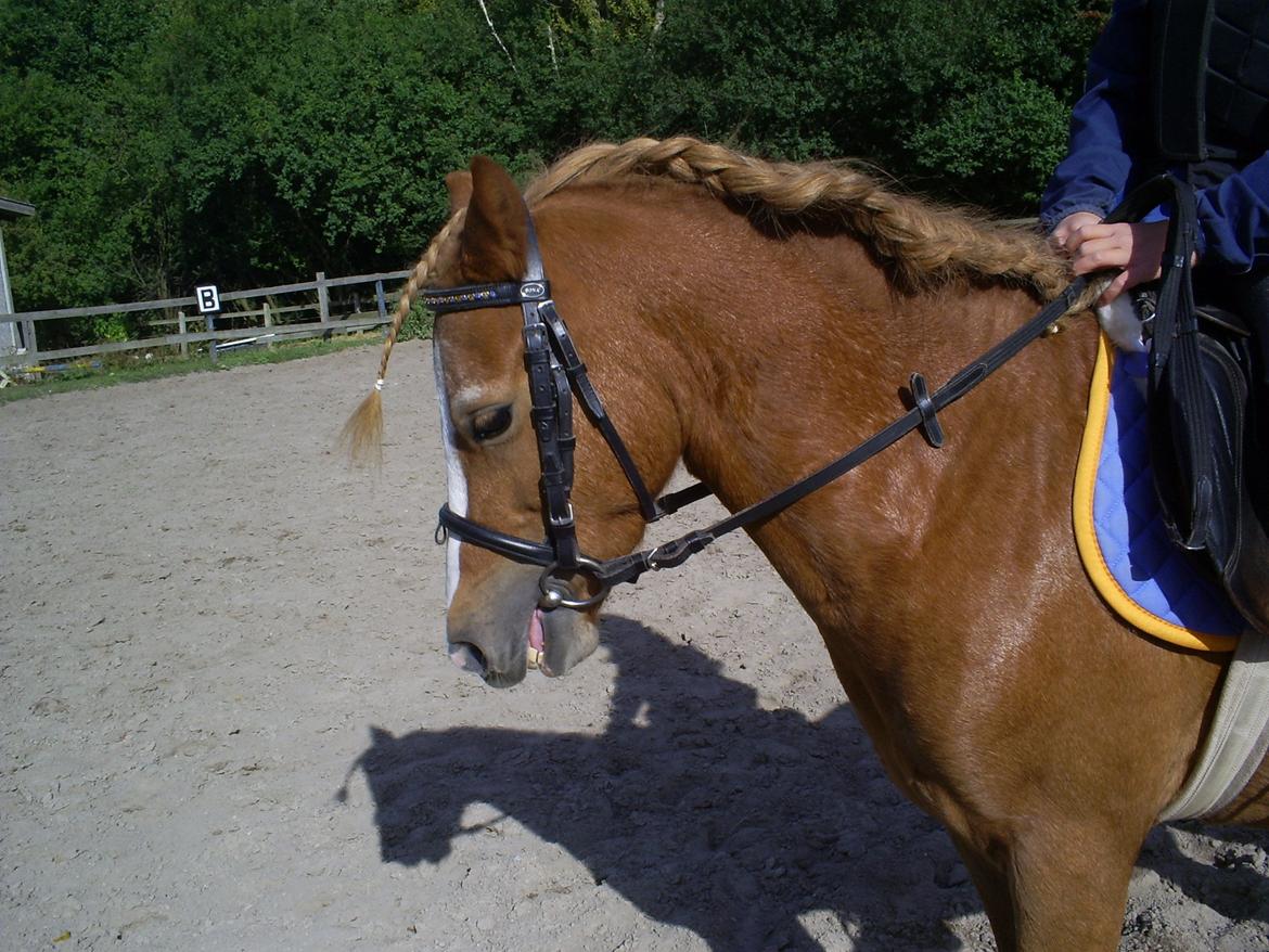 Welsh Mountain (sec A) Tarzan <3 billede 10