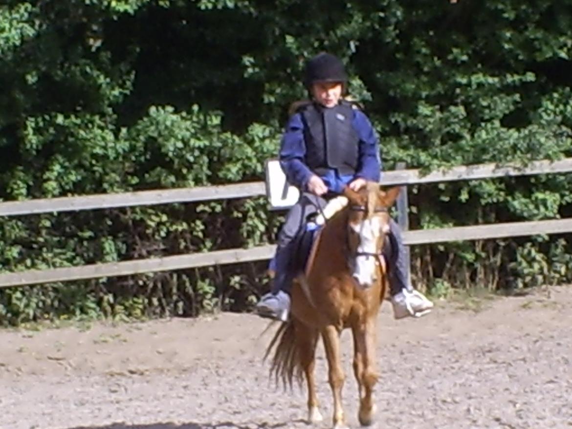 Welsh Mountain (sec A) Tarzan <3 billede 11