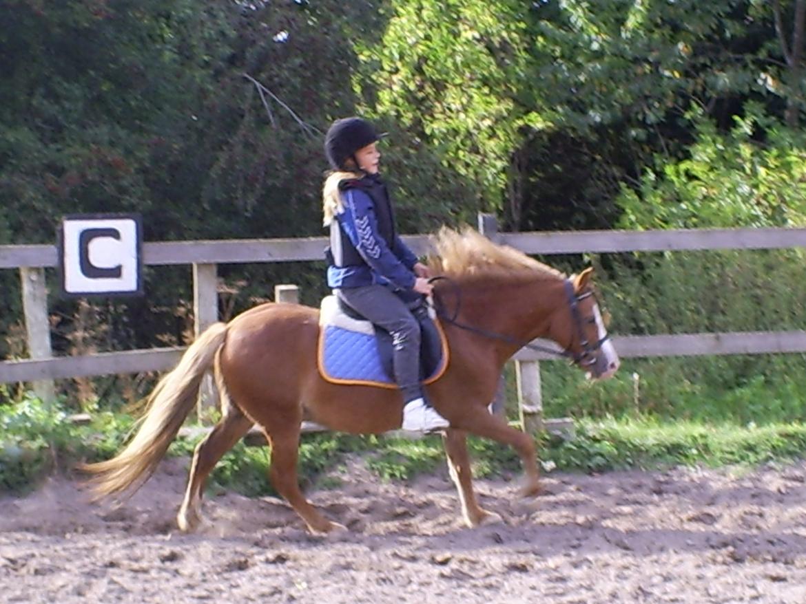 Welsh Mountain (sec A) Tarzan <3 billede 12