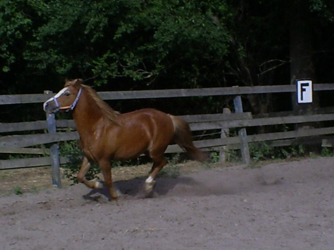 Welsh Mountain (sec A) Tarzan <3 billede 13