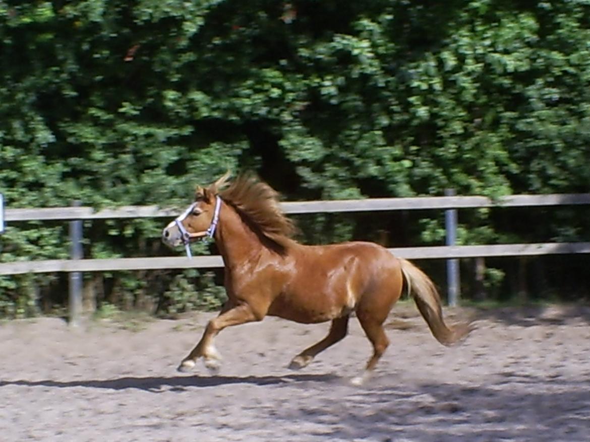 Welsh Mountain (sec A) Tarzan <3 billede 14