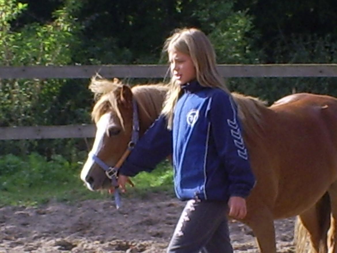 Welsh Mountain (sec A) Tarzan <3 billede 15