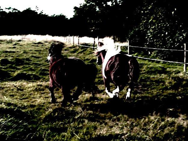 Shetlænder Malou (Marabou) billede 8