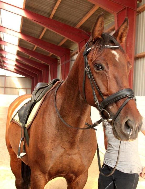 Anden særlig race Comet billede 16