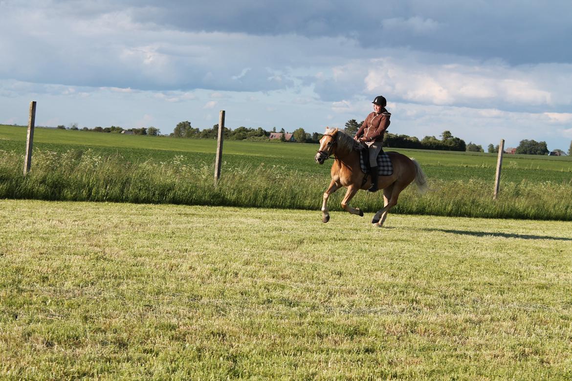 Haflinger Xander billede 6
