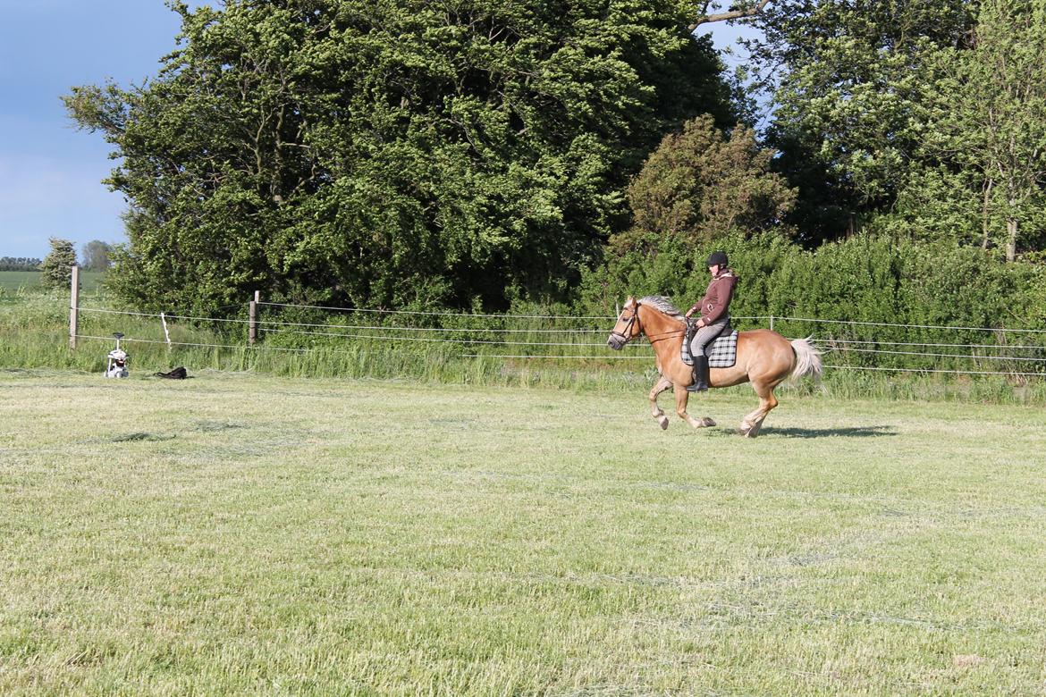 Haflinger Xander billede 18