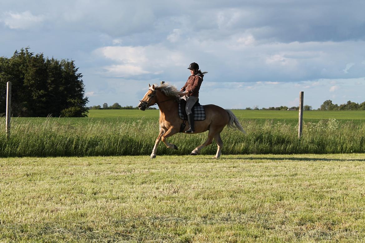 Haflinger Xander billede 19