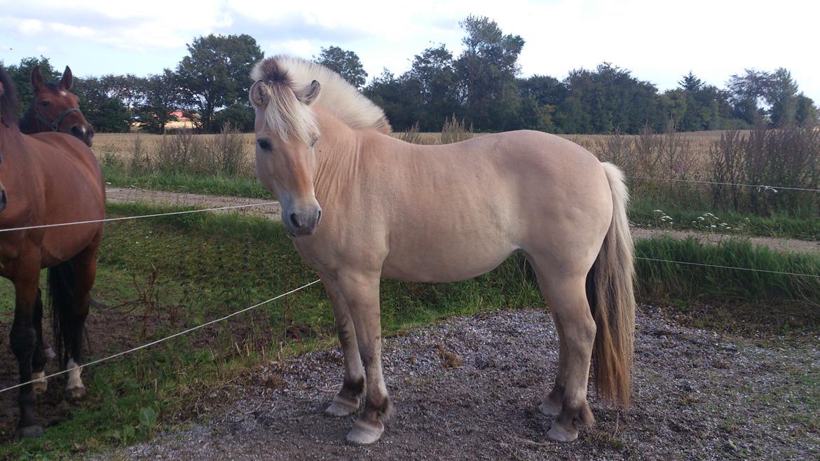 Fjordhest Tante Ib billede 1