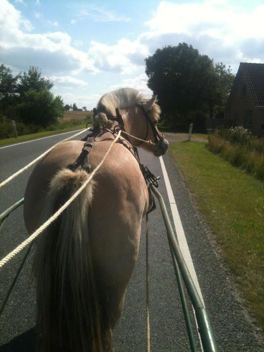 Fjordhest Tante Ib billede 2