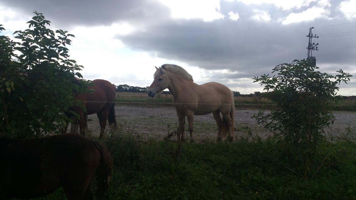 Fjordhest Tante Ib billede 3