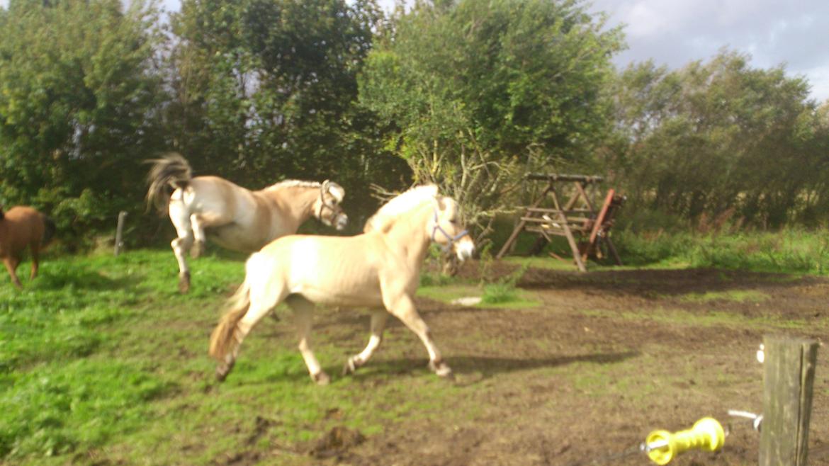 Fjordhest Tante Ib billede 4