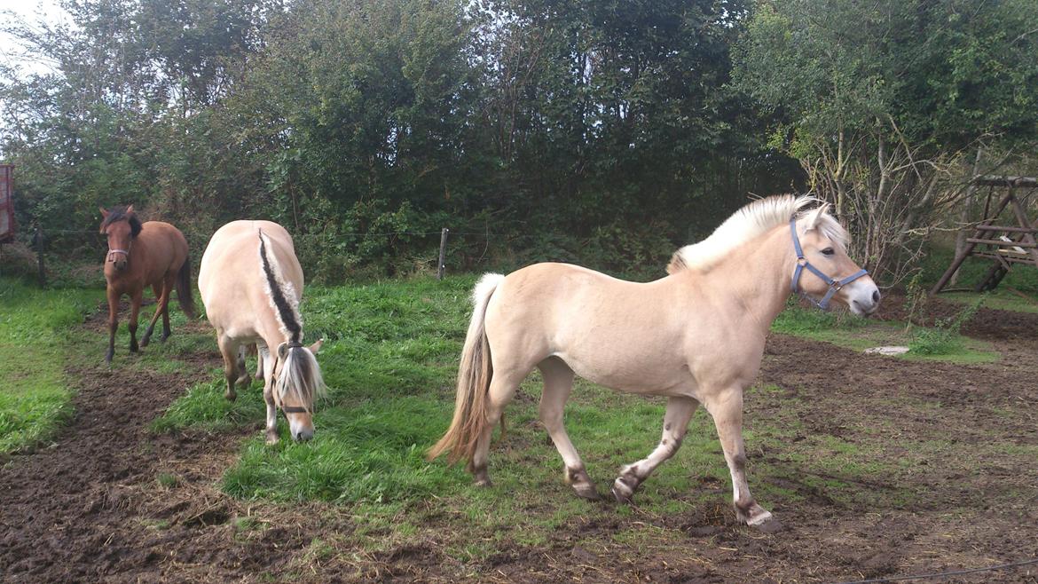 Fjordhest Tante Ib billede 5