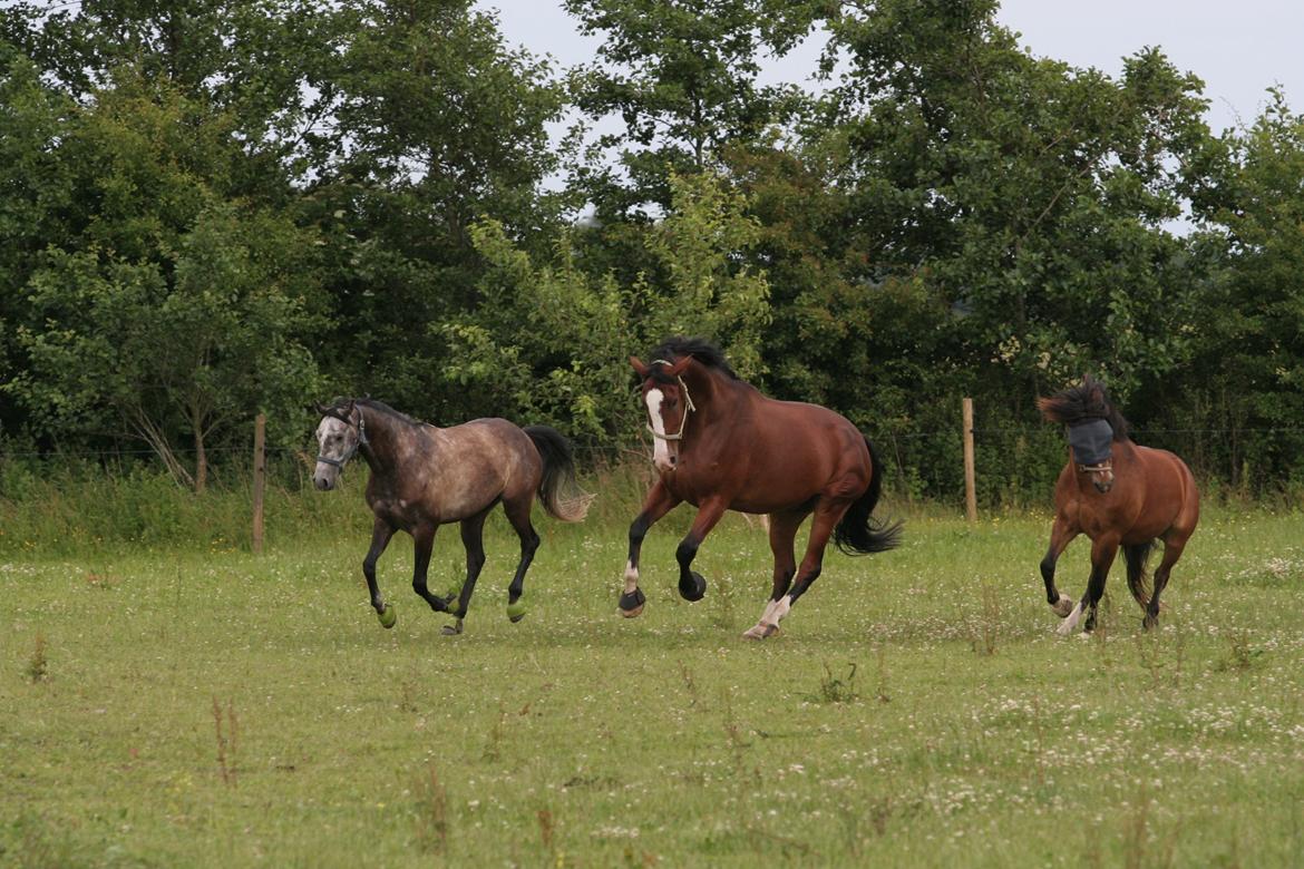 Dansk Varmblod Herkules - herkules på fold på stengården  billede 19