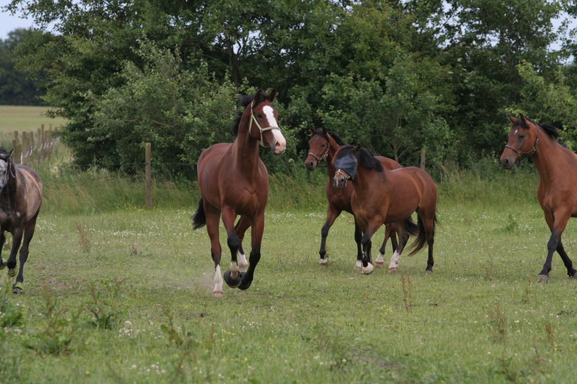 Dansk Varmblod Herkules - herkules på fold på stengården billede 2