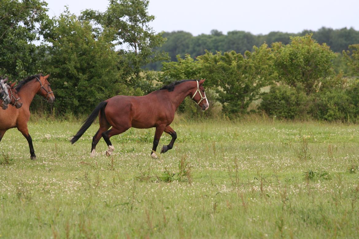 Dansk Varmblod Herkules - herkules på fold på stengården  billede 20