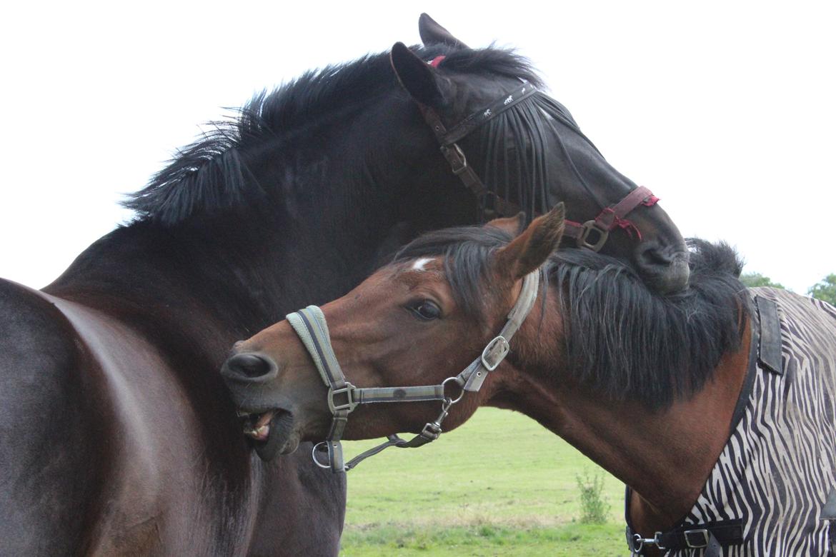 DSP Shamrocks Massa E Cozzile - ponyen hygger sig  billede 9