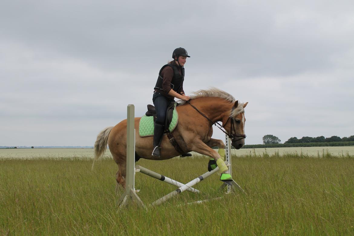 Haflinger Xander billede 3