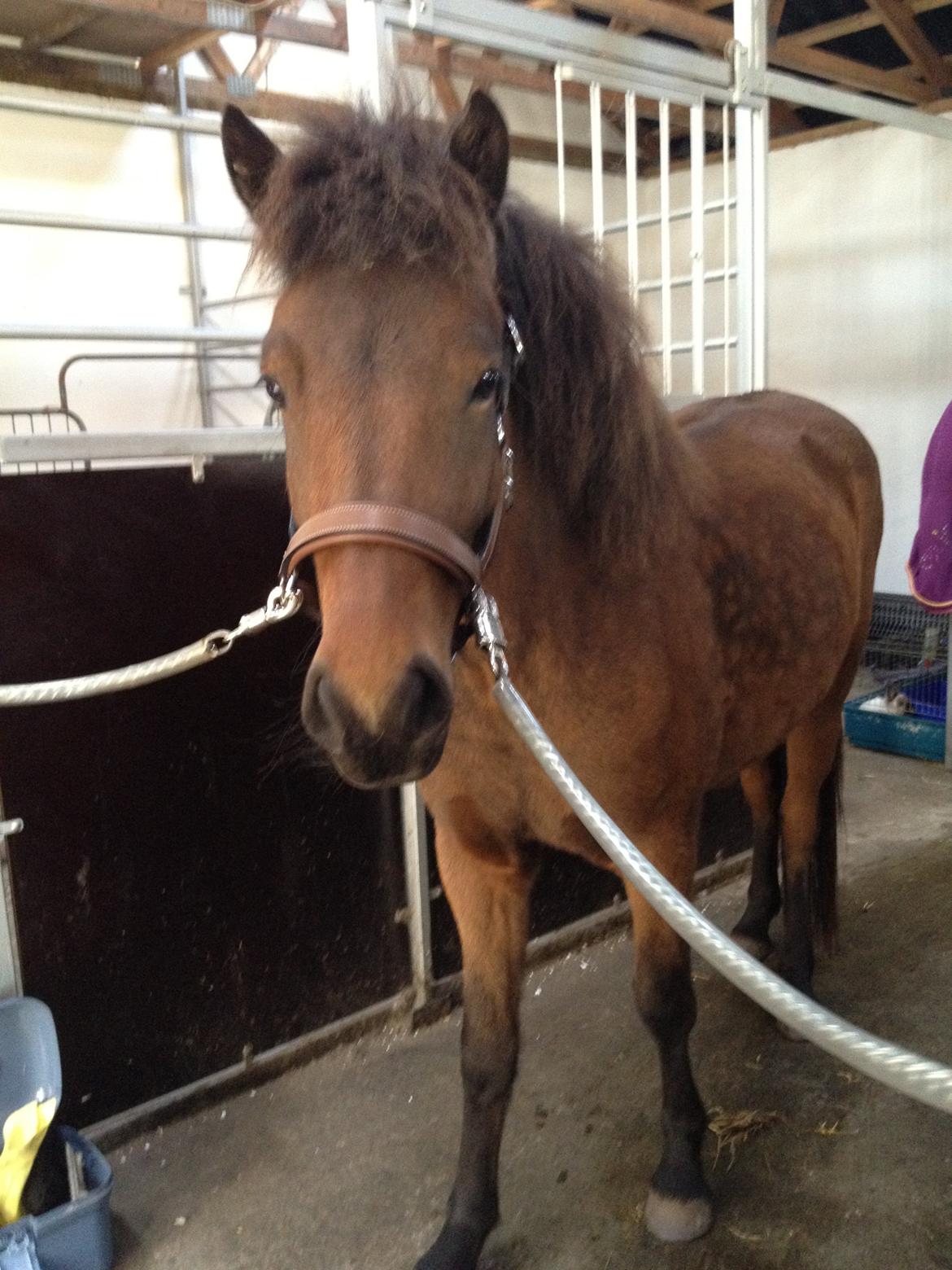 Islænder Gandur fra Heden billede 1