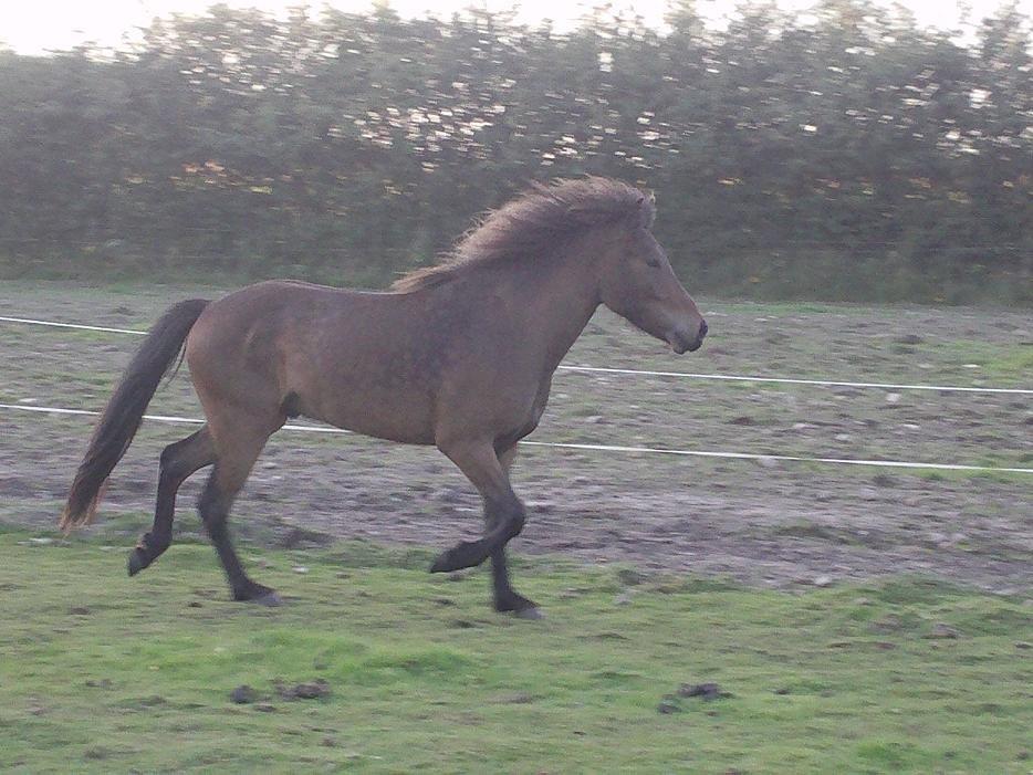 Islænder Gandur fra Heden billede 2
