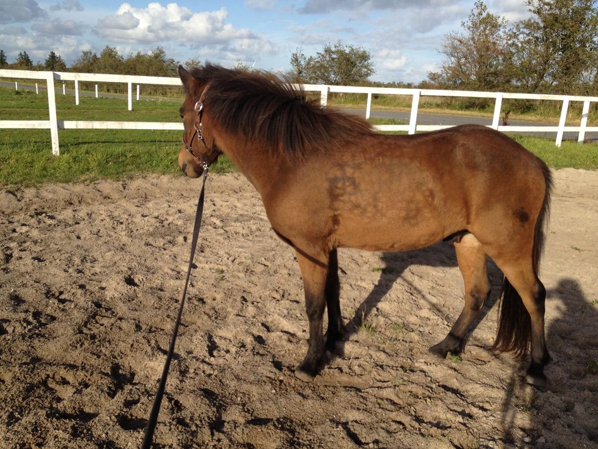 Islænder Gandur fra Heden billede 3