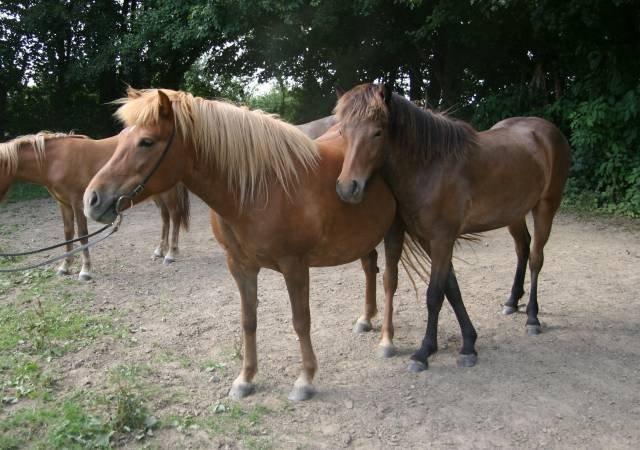 Islænder Gandur fra Heden billede 4