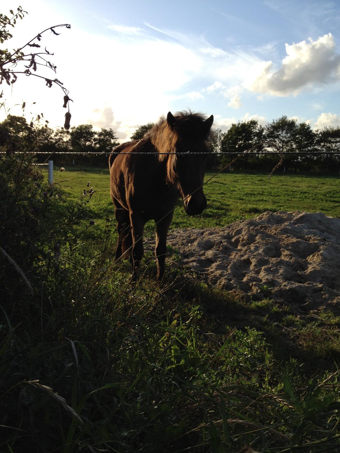 Islænder Gandur fra Heden billede 5