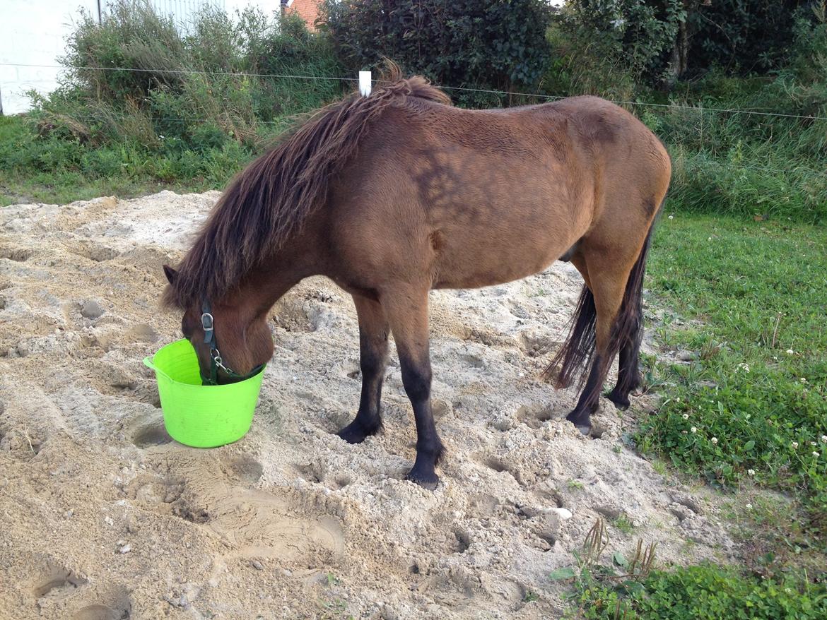 Islænder Gandur fra Heden billede 6