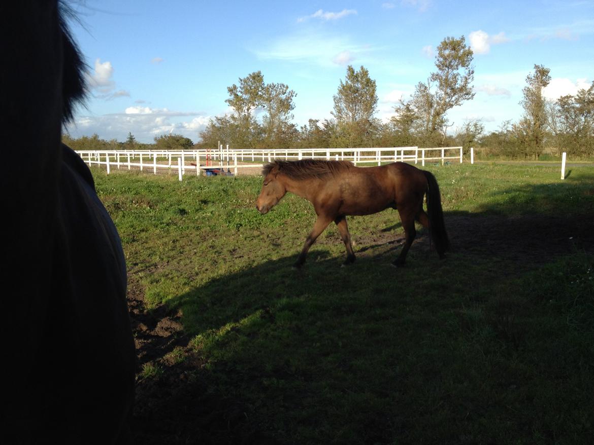 Islænder Gandur fra Heden billede 7