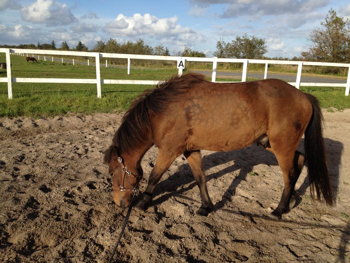 Islænder Gandur fra Heden billede 8