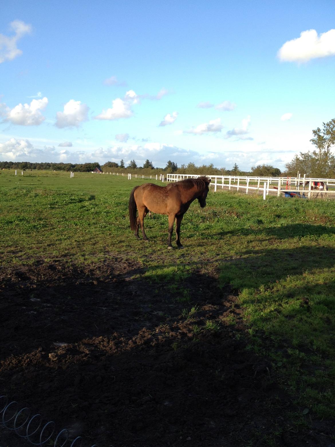 Islænder Gandur fra Heden billede 9