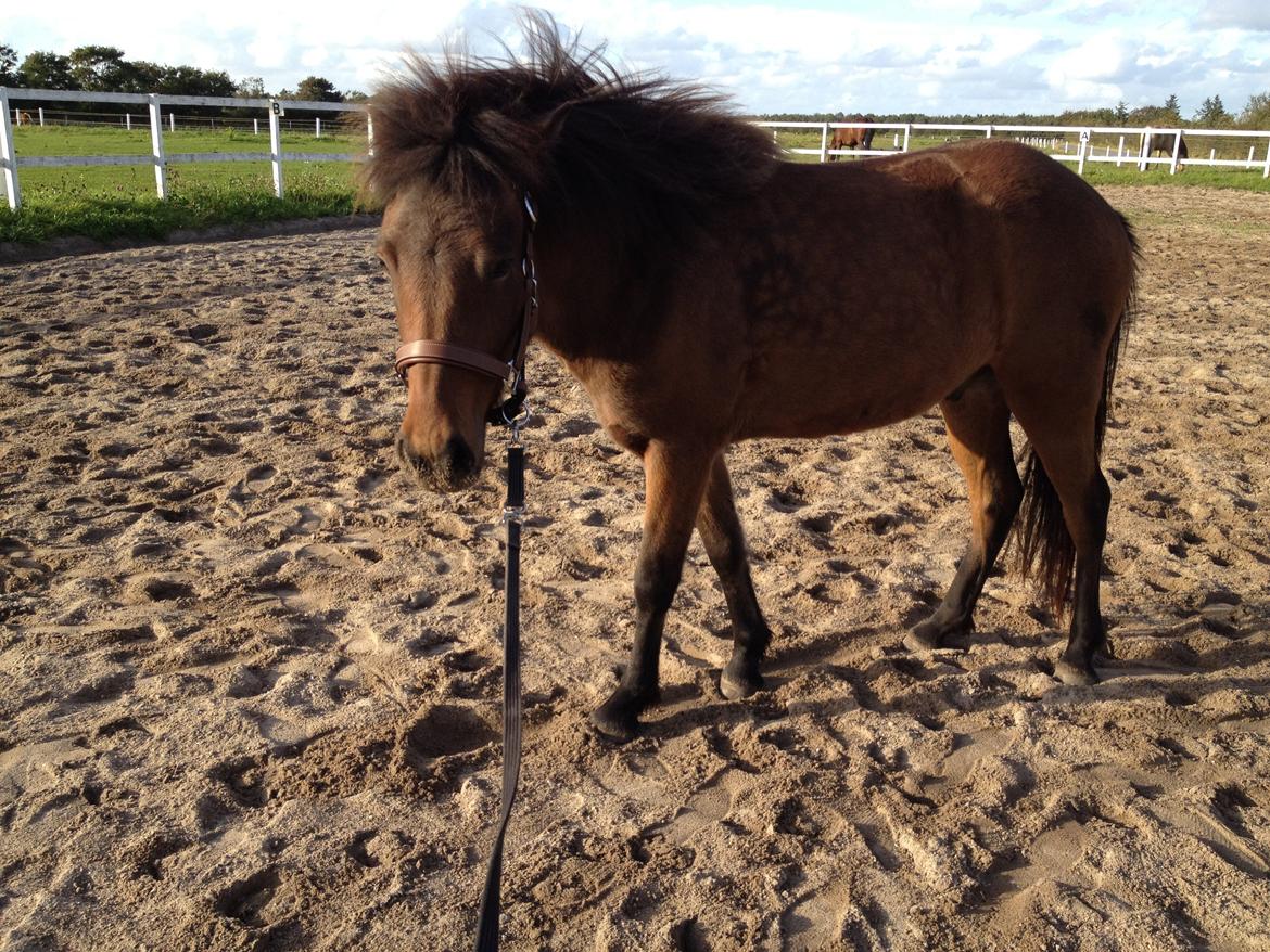 Islænder Gandur fra Heden billede 10