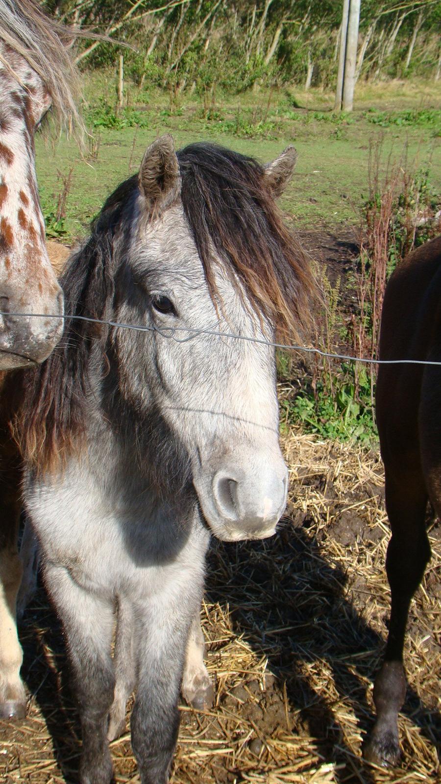 Dartmoor Innis rudolf billede 1
