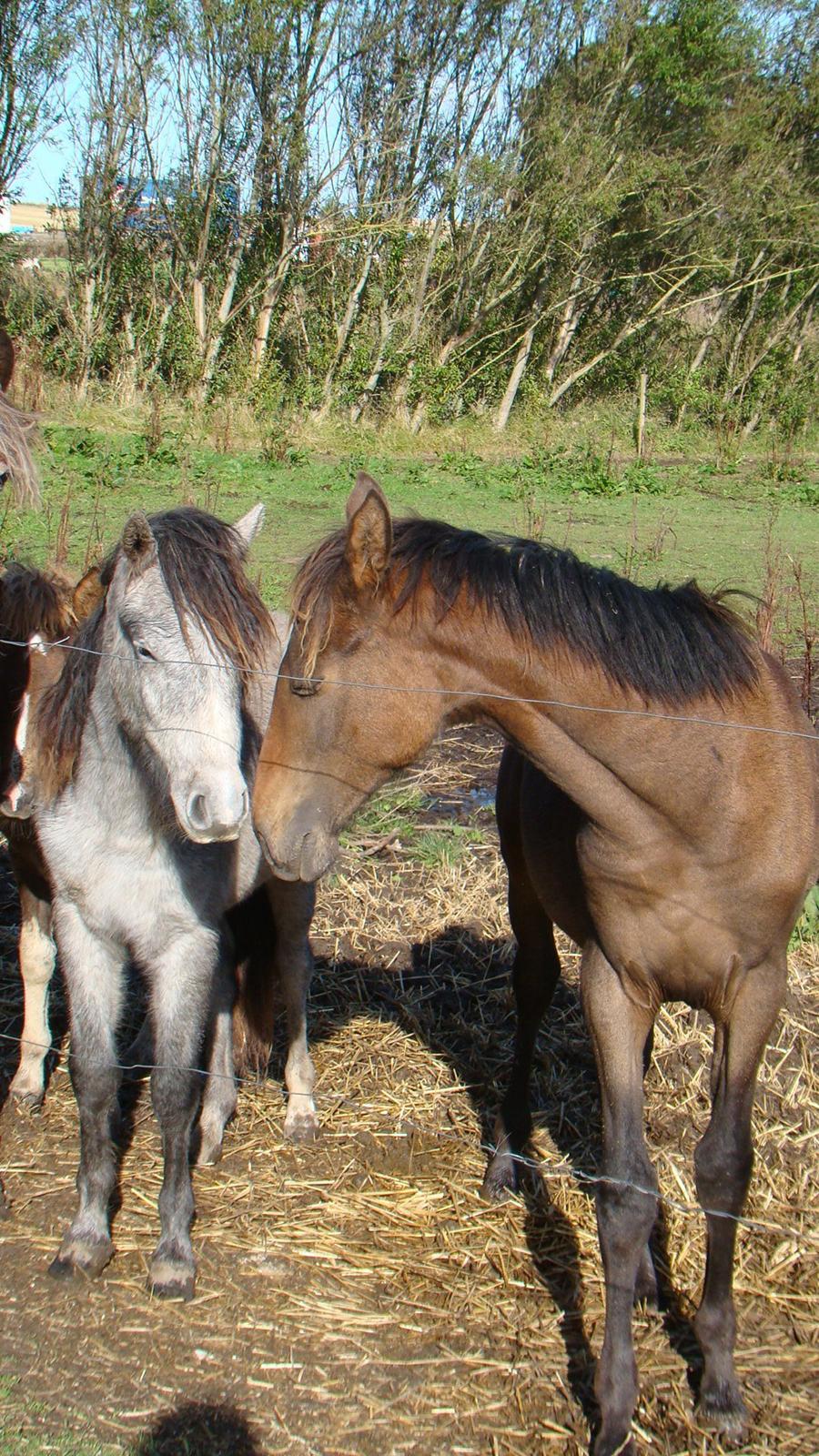 Dartmoor Innis rudolf billede 2