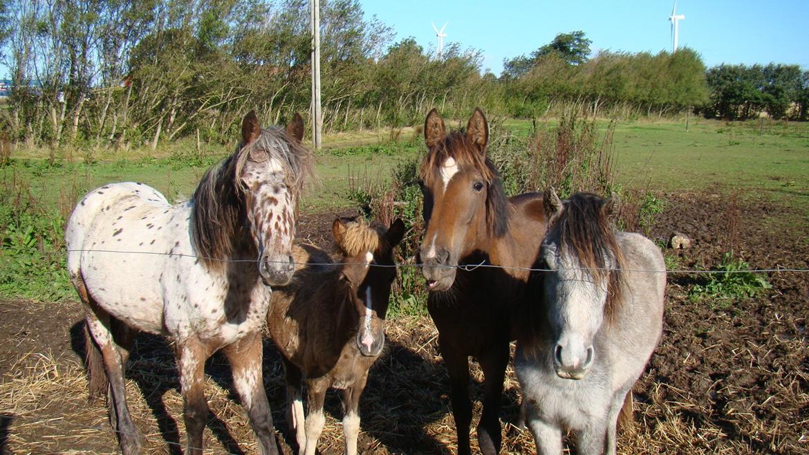 Dartmoor Innis rudolf billede 3