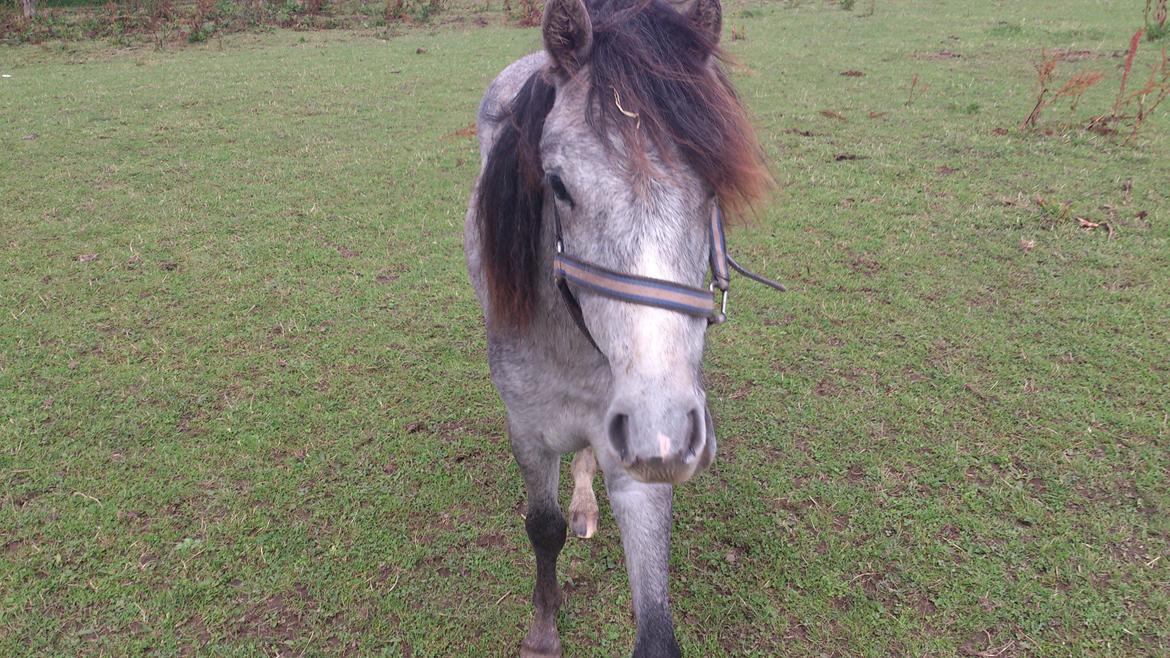 Dartmoor Innis rudolf billede 4