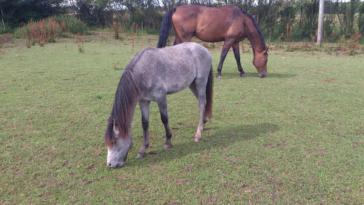 Dartmoor Innis rudolf billede 5