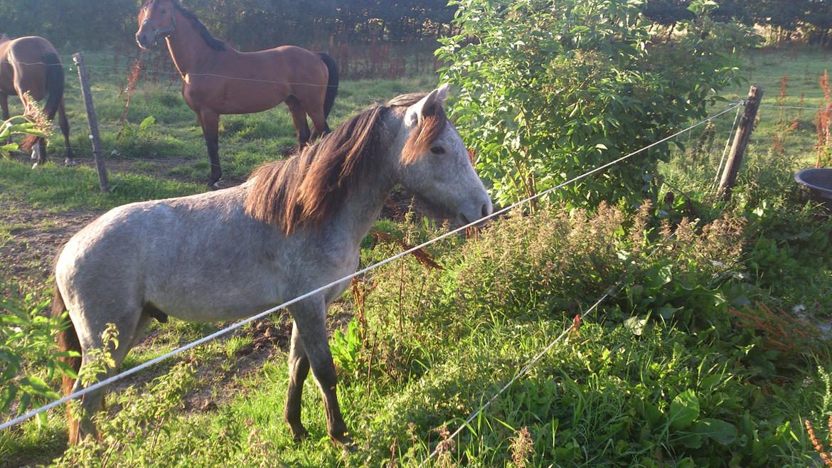 Dartmoor Innis rudolf billede 6