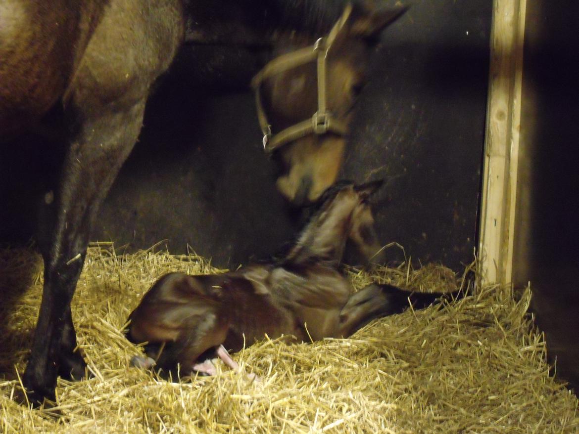 Trakehner Iris R - Her er hun helt nyfødt og hendes mor hilser på hende for første gang efter en vellykket foling :) billede 6